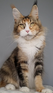 Maine Coon kass 3,5 aastat vana (1 foto / 3)