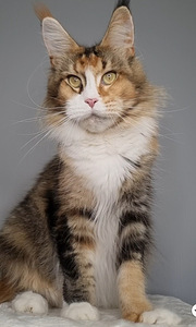 Maine Coon kass 3,5 aastat vana (3 foto / 3)