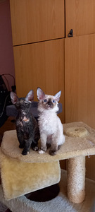 Продаются котята (2 фото из 3)