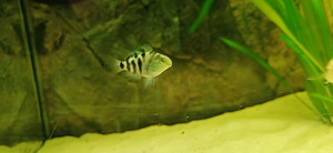 Cichlid (3 foto / 3)
