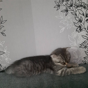Müüa scottish fold kassipoeg (2 foto / 4)