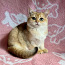 Шикарный золотой кот (фото #2)
