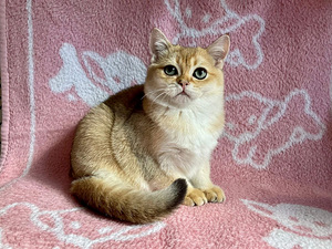 Шикарный золотой кот (2 foto / 8)