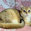 Шикарный золотой кот (фото #5)