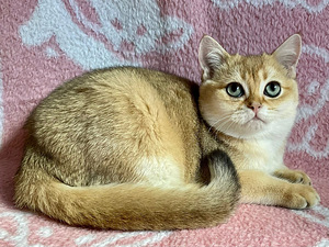 Шикарный золотой кот (5 foto / 8)