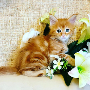 Maine coon (1 foto / 8)