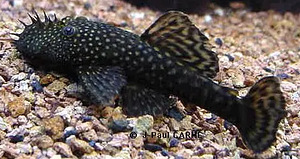 Tasuta Ancistrus 9 cm (1 foto / 1)