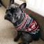 Тёплые свитера для собак (фото #1)