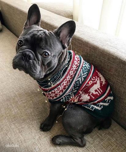 Тёплые свитера для собак (фото #1)