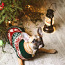 Тёплые свитера для собак (фото #3)
