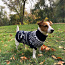 Тёплые свитера для собак (фото #4)