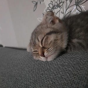 Scottish fold tüdruk (3 foto / 5)