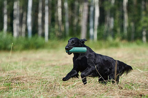 Siledakarvaline retriiver kutsikas (4 foto / 7)