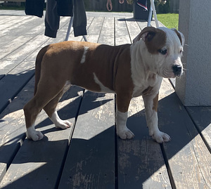 American Staffordshire Terrieri kutsikad (1 foto / 5)