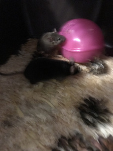 Kodumaised dekoratiivhiired. (2 foto / 2)
