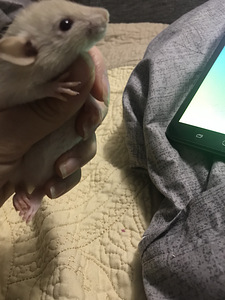 Siiami rotid (Dumbo) (9 foto / 10)