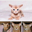 Haruldast värvi Abessiinia kass, ainult armastavates kätes (foto #3)