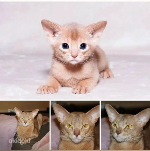 Haruldast värvi Abessiinia kass, ainult armastavates kätes (foto #3)
