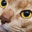 Haruldast värvi Abessiinia kass, ainult armastavates kätes (foto #4)
