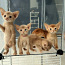 Абиссинские котята (фото #1)