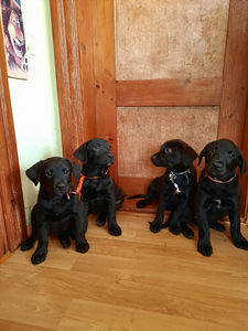 Labrador kutsikad. Metis labrador kutsikad (3 foto / 5)