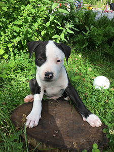 Ameerika Staffordshire terjer ehk Amstaff (4 foto / 7)
