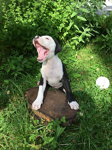 Ameerika Staffordshire terjer ehk Amstaff (5 foto / 7)