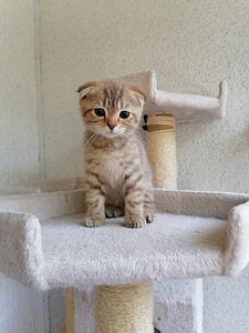 Pennut Scottish Fold (4 valokuva sivusta 8)