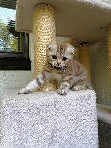 Pennut Scottish Fold (6 valokuva sivusta 8)