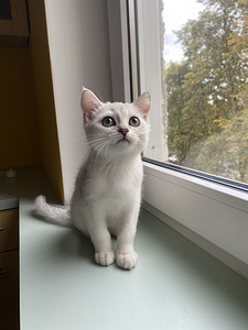Müüa šoti kassipoeg (1 foto / 6)