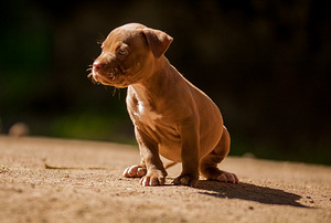 Ameerika pitbullterjeri kutsikad (2 foto / 9)