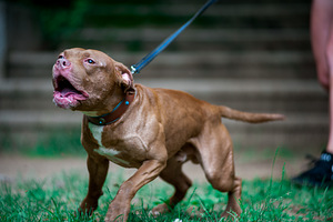 Ameerika pitbullterjeri kutsikad (7 foto / 9)