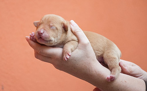 Ameerika pitbullterjeri kutsikad (5 foto / 10)