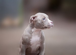 American bully kutsikad. Standarttüüp (2 foto / 10)