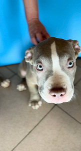 American bully kutsikad kennelist (2 foto / 2)