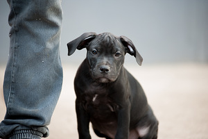 Ameerika pitbullterjeri kutsikad (6 foto / 10)