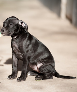 Ameerika pitbullterjeri kutsikad (7 foto / 10)