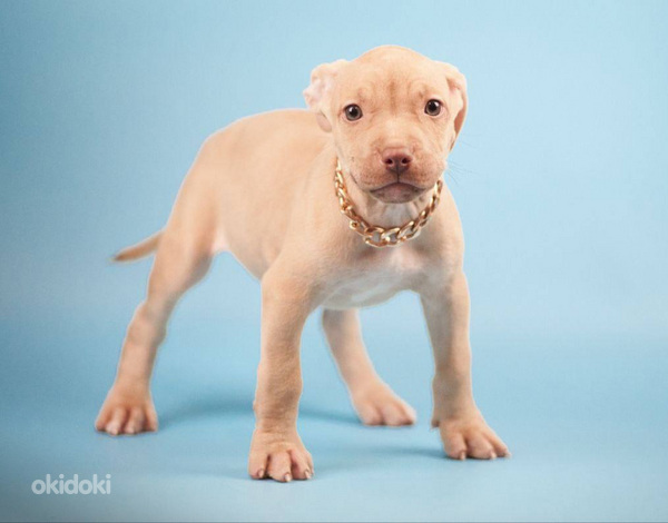 Жапон әдемі жалаңаш Әдемі әйелдік секс